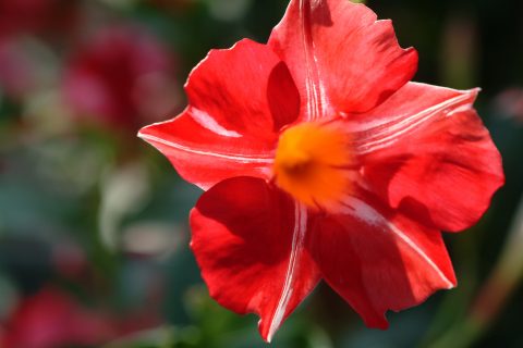 Mandevilla Stars and Stripes