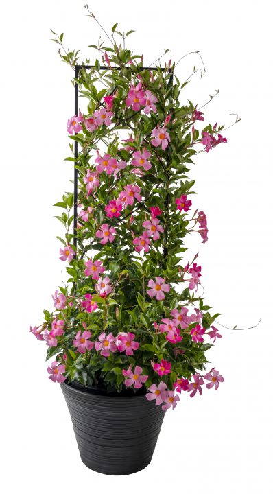 Mandevilla Sun Parasol® Pretty Pink