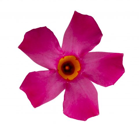 Mandevilla Sun Parasol® Pretty Pink