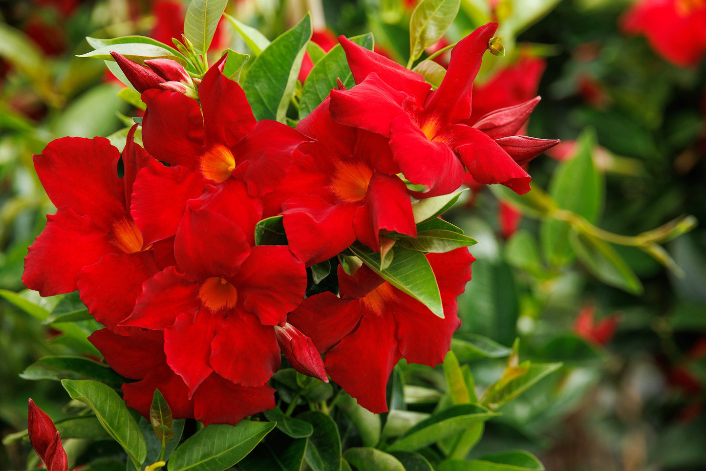 Mandevilla Aloha Forever Red (Aloha Forever Red Mandevilla)