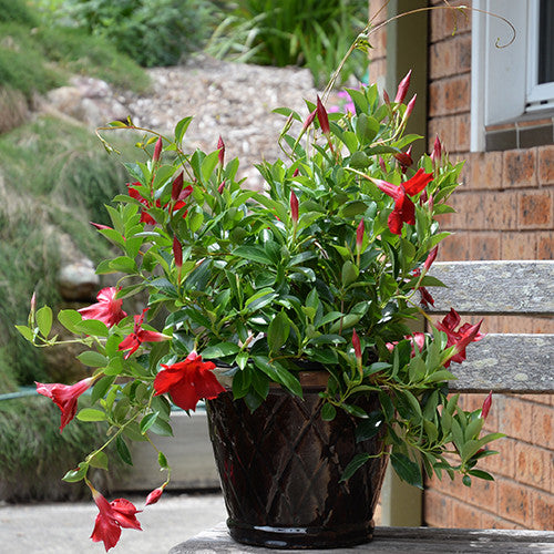 Mandevilla Aloha Forever Red (Aloha Forever Red Mandevilla)