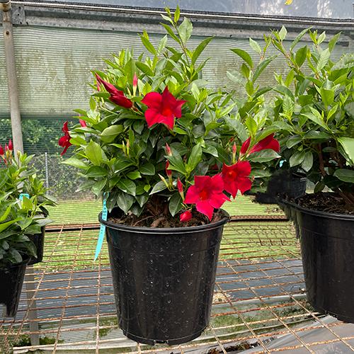 Mandevilla Hybrid ‘Aloha Burgundy’ (Aloha Burgundy Mandevilla)