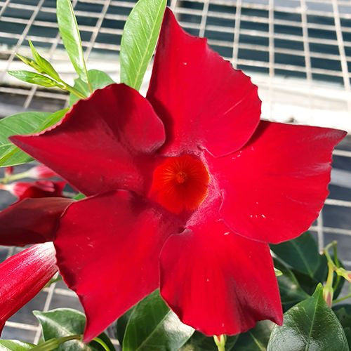 Mandevilla Hybrid ‘Aloha Burgundy’ (Aloha Burgundy Mandevilla)