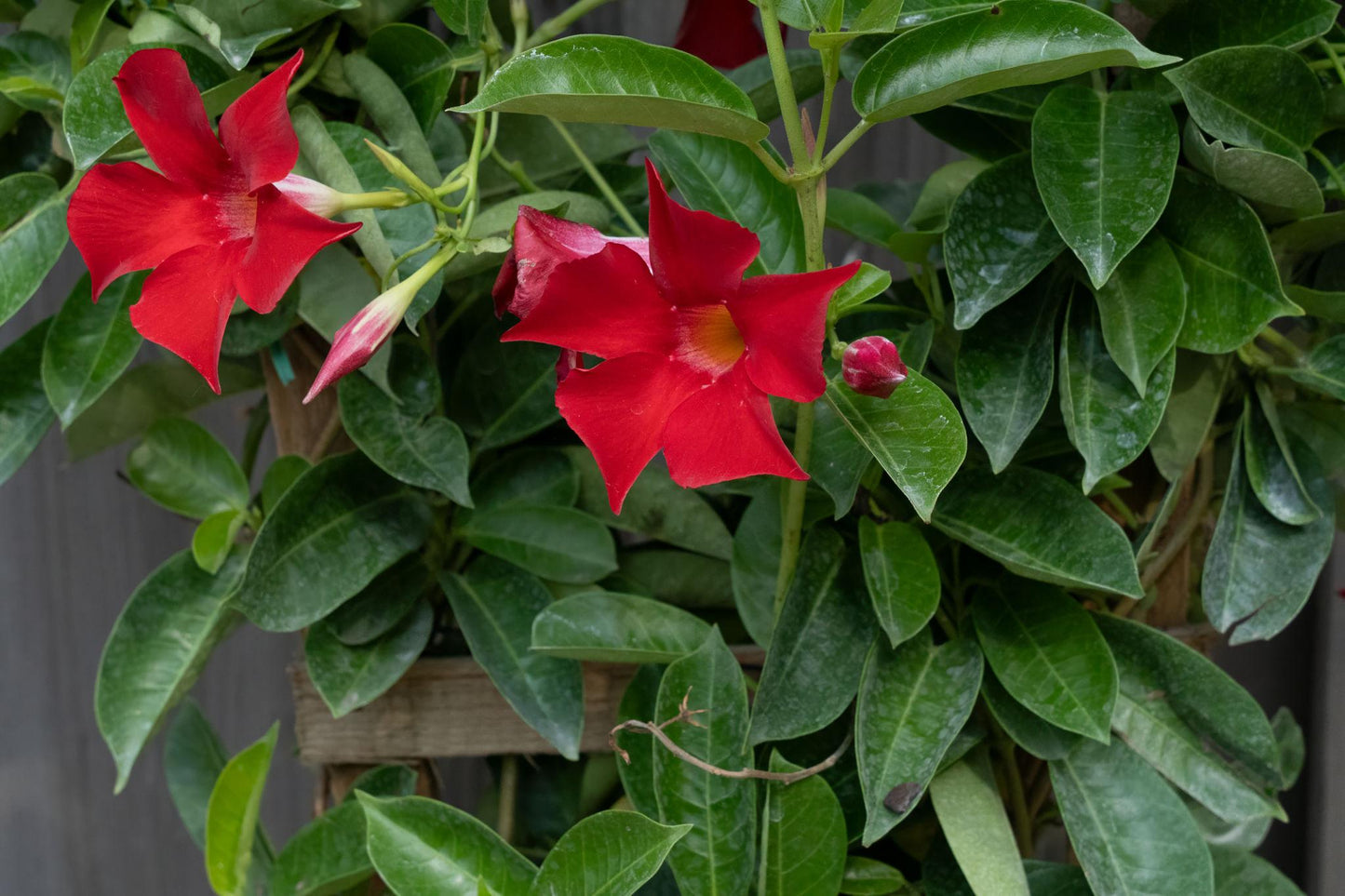 Mandevilla Hybrid ‘Aloha Giant Red Romance’ (Aloha Giant Red Romance Mandevilla)