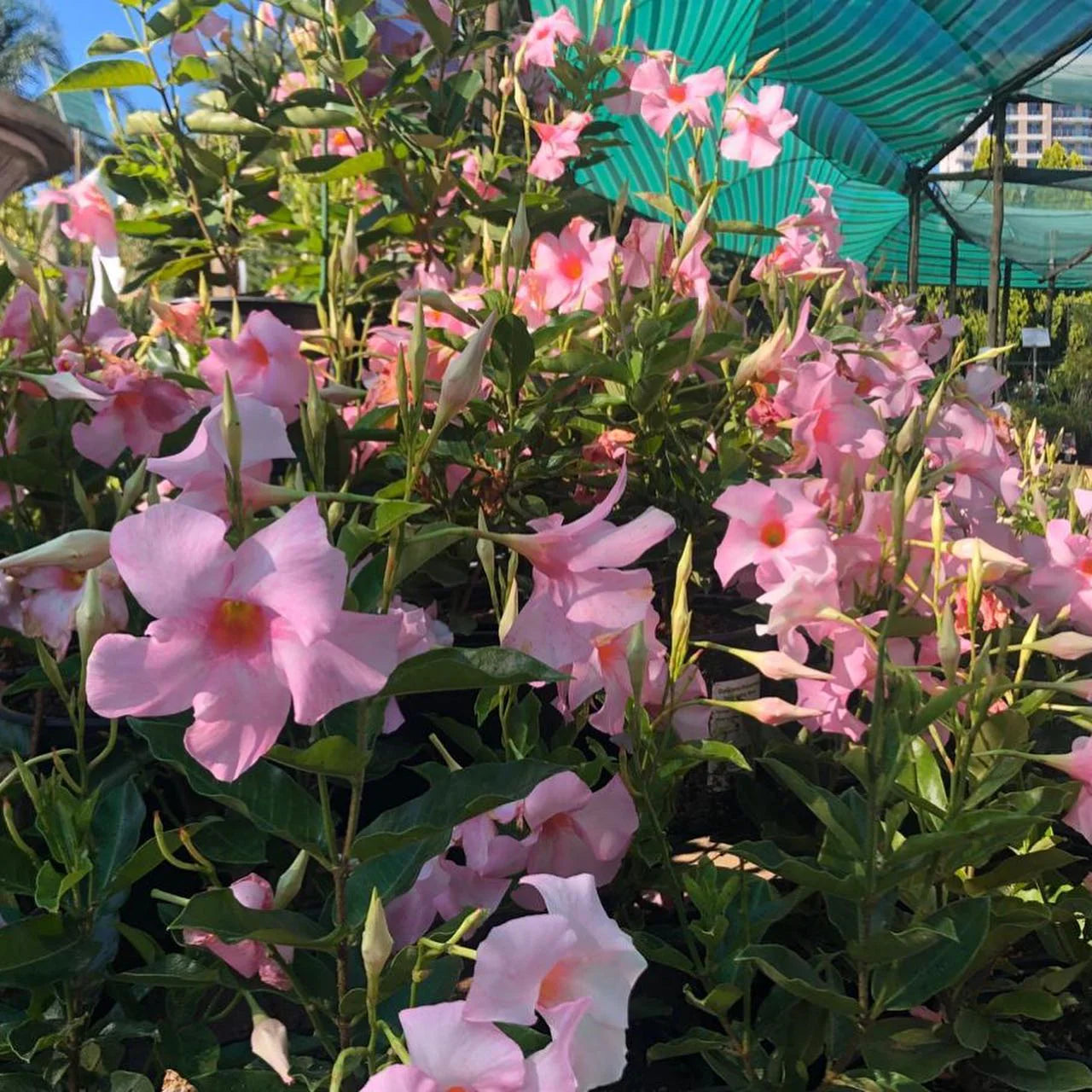 Mandevilla Hybrida Diamantina® ‘Tourmaline Rose Splash’ (Mandevilla)
