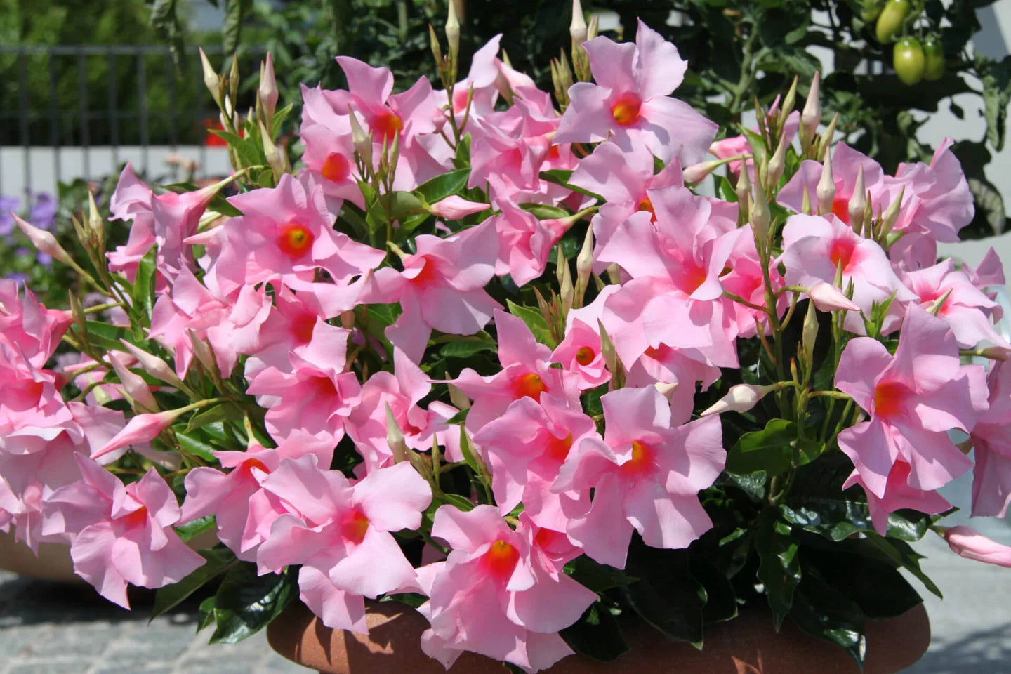 Mandevilla Hybrida Diamantina® ‘Tourmaline Rose Splash’ (Mandevilla)