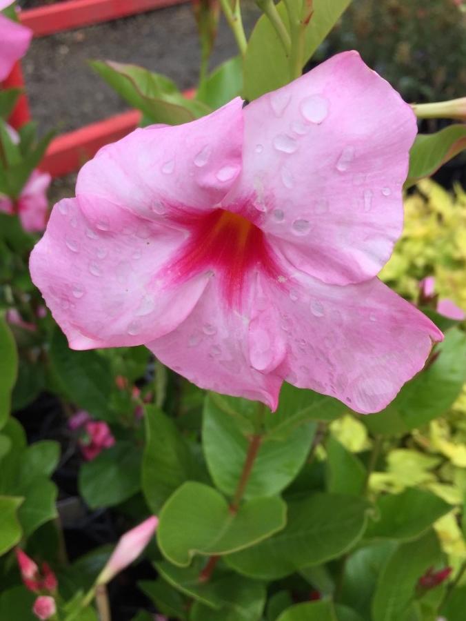 Mandevilla Hybrida Diamantina® ‘Tourmaline Rose Splash’ (Mandevilla)