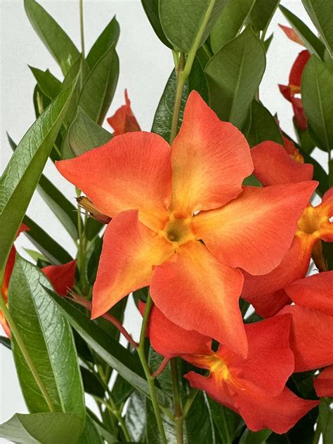 Mandevilla Hybrida Sun Parasol® Mix (Mandevilla)