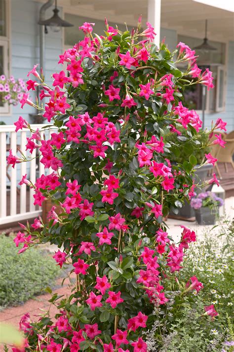 Mandevilla Hybrida Sun Parasol® Mix (Mandevilla)