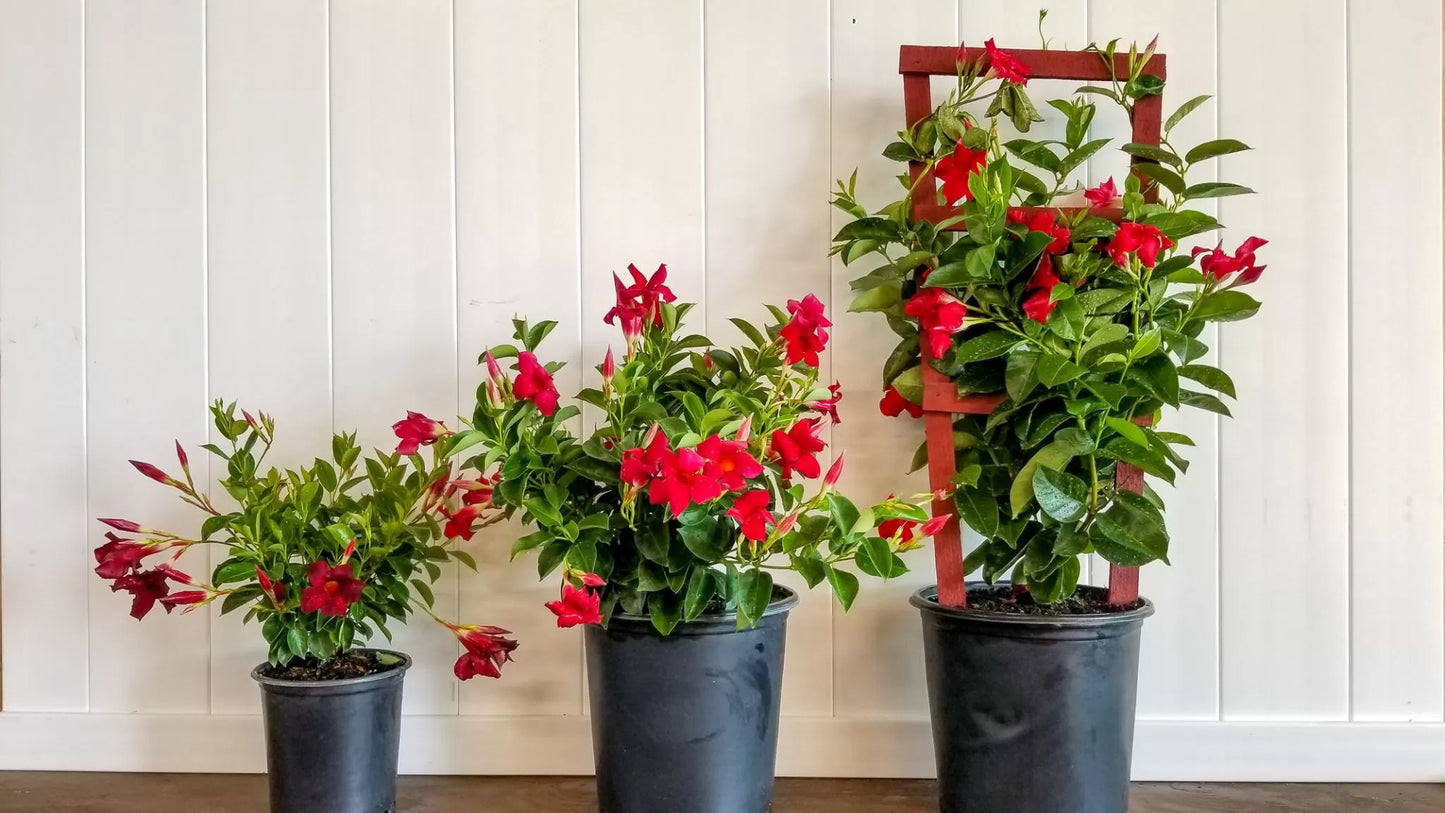 Mandevilla Sanderi ‘Scarlet Pimpernel’ (Scarlet Pimpernel Dipladenia)