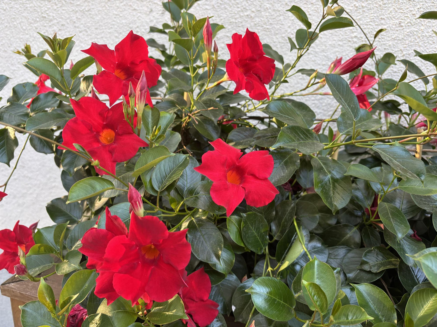 Mandevilla Sanderi ‘Scarlet Pimpernel’ (Scarlet Pimpernel Dipladenia)