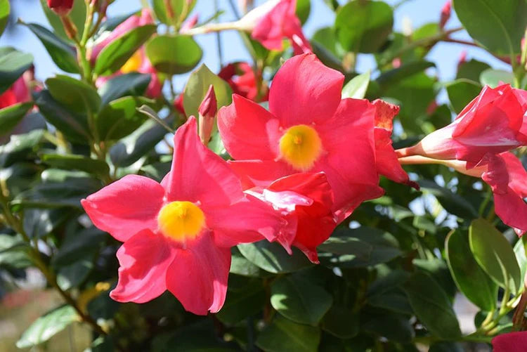 Mandevilla Sanderi ‘Scarlet Pimpernel’ (Scarlet Pimpernel Dipladenia)