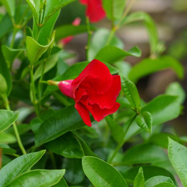 Mandevilla Sanderi ‘Scarlet Pimpernel’ (Scarlet Pimpernel Dipladenia)