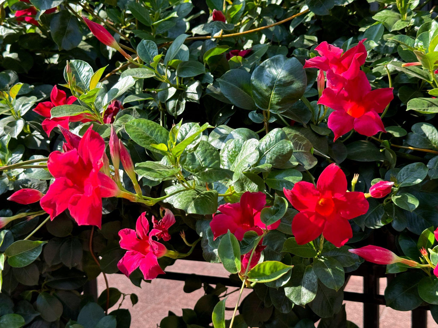 Mandevilla Sanderi ‘Scarlet Pimpernel’ (Scarlet Pimpernel Dipladenia)