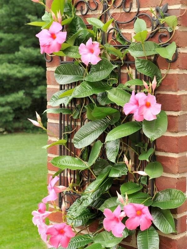 Mandevilla Sanderi (Summerstar Pink Dipladenia)