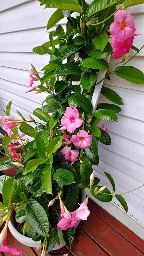 Mandevilla Sanderi (Summerstar Pink Dipladenia)