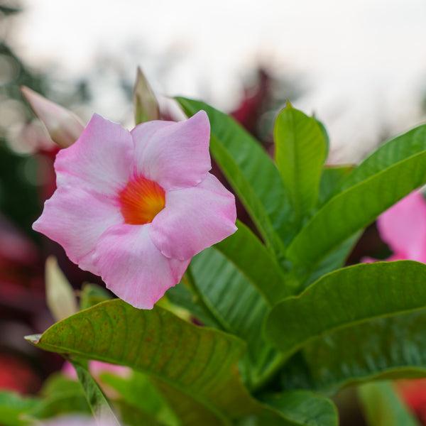 Mandevilla Sanderi (Summerstar Pink Dipladenia)