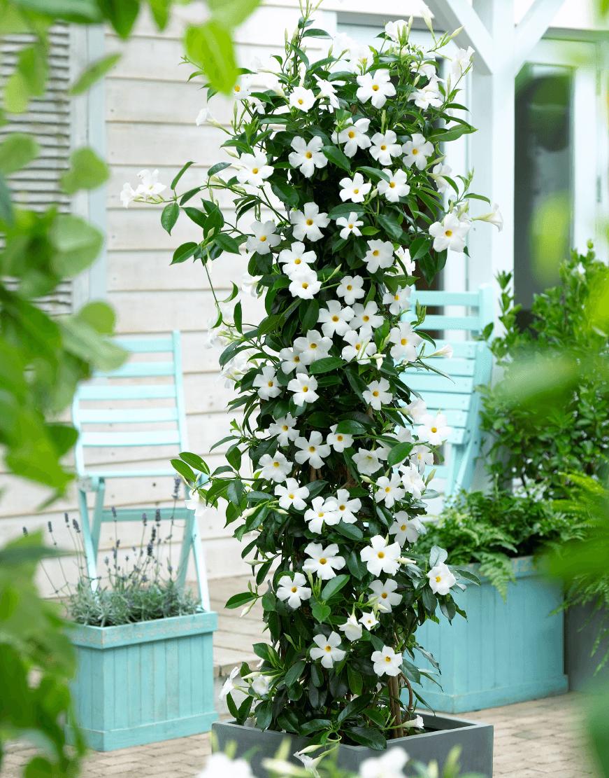 Mandevilla Sanderi (Summerstar White Dipladenia)