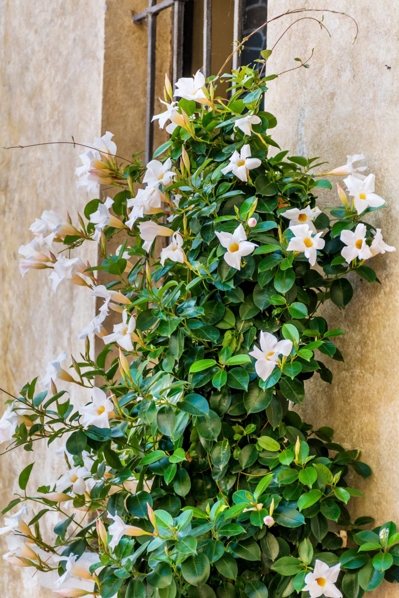 Mandevilla Sanderi (Summerstar White Dipladenia)
