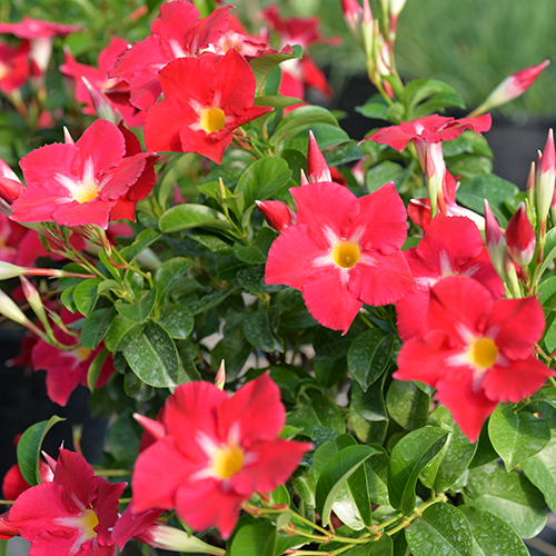 Mandevilla 'Aloha Pink Star' (Aloha Pink Star Mandevilla)