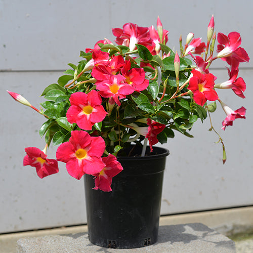 Mandevilla 'Aloha Pink Star' (Aloha Pink Star Mandevilla)