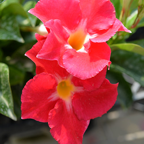 Mandevilla 'Aloha Pink Star' (Aloha Pink Star Mandevilla)