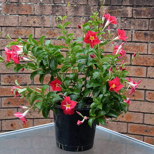Mandevilla 'Aloha Pink Star' (Aloha Pink Star Mandevilla)