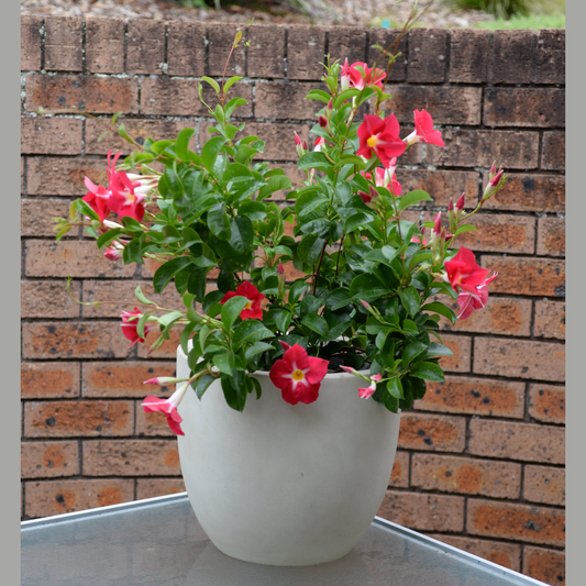 Mandevilla 'Aloha Pink Star' (Aloha Pink Star Mandevilla)