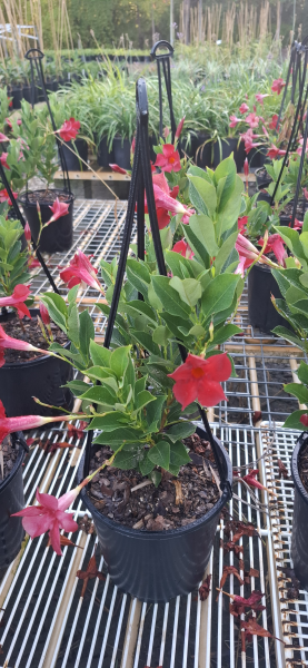 Mandevilla Aloha Forever Red (Aloha Forever Red Mandevilla)