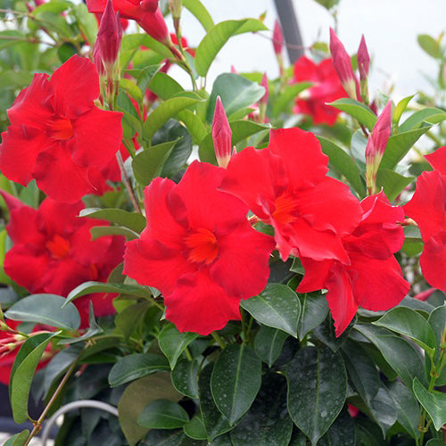 Mandevilla 'Aloha Giant Red Romance'  (Mandevilla)