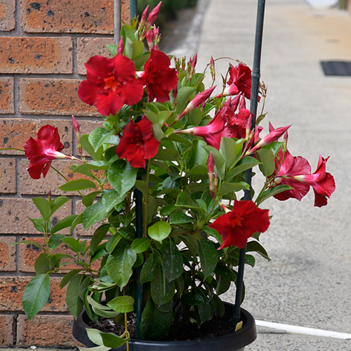 Mandevilla 'Aloha Giant Red Romance'  (Mandevilla)