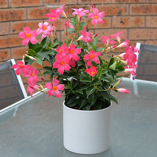 Mandevilla Aloha Pink Perfection (Aloha Pink Perfection Mandevilla)