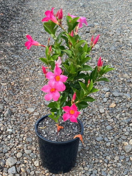 Mandevilla Aloha Pink Perfection (Aloha Pink Perfection Mandevilla)