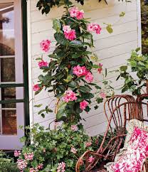 Mandevilla Aloha Pink Perfection (Aloha Pink Perfection Mandevilla)
