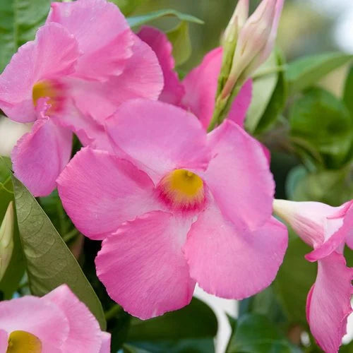 Mandevilla Aloha Pink Perfection (Aloha Pink Perfection Mandevilla)