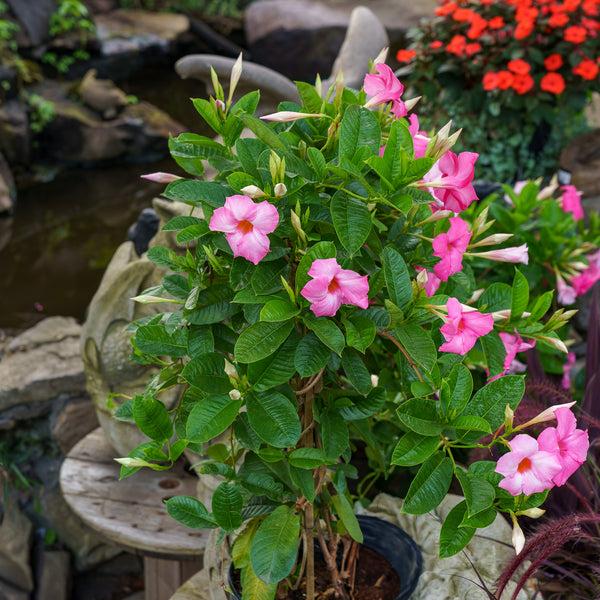 Mandevilla (Mandevilla Mix)