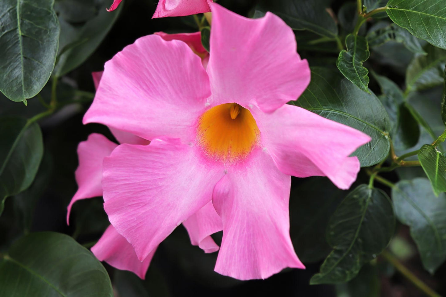 Mandevilla (Mandevilla Mix)