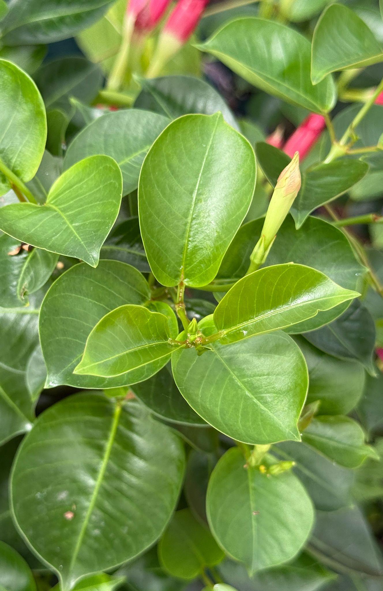 Mandevilla (Mandevilla Mix)