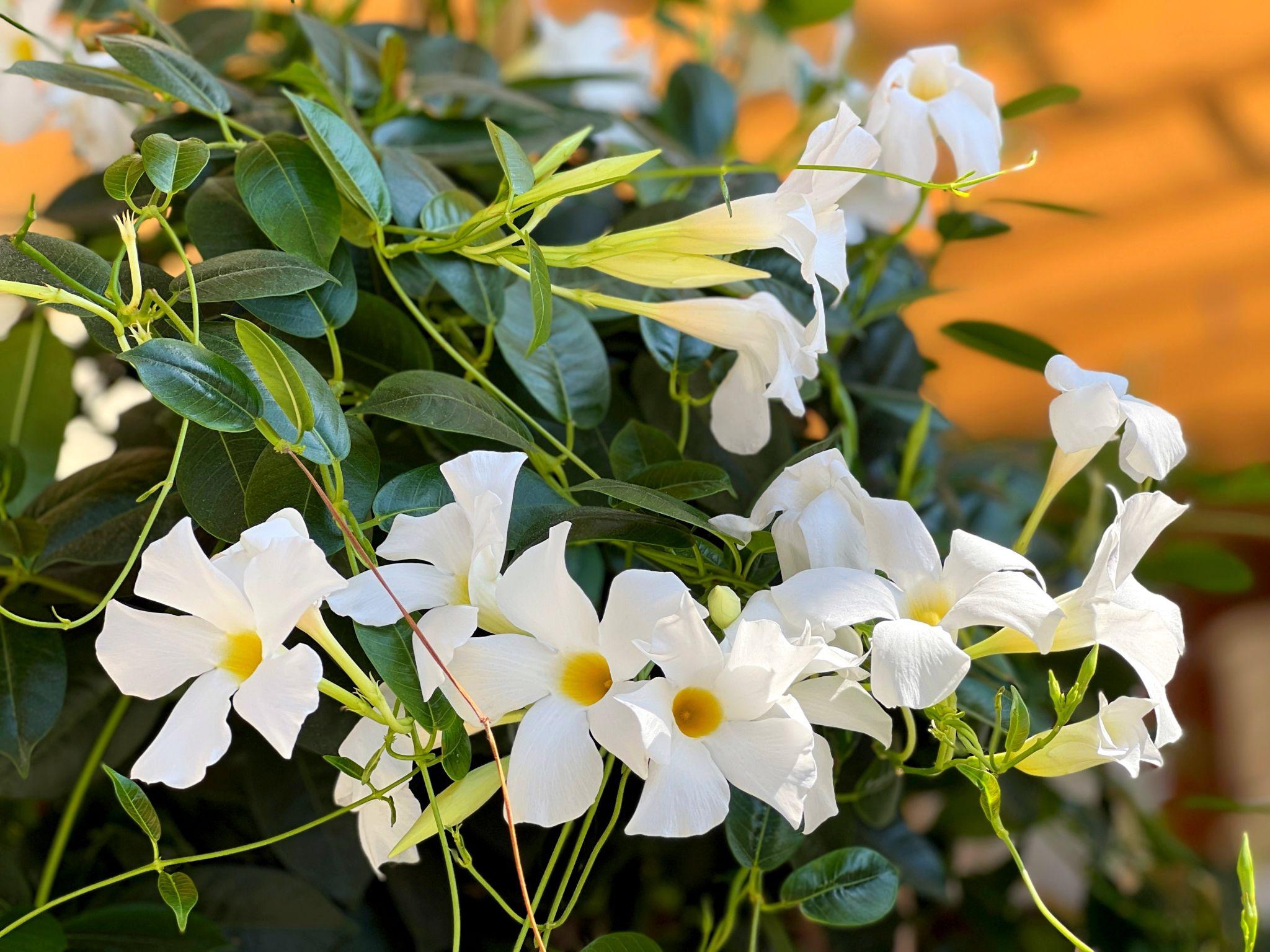 Mandevilla (Mandevilla Mix)