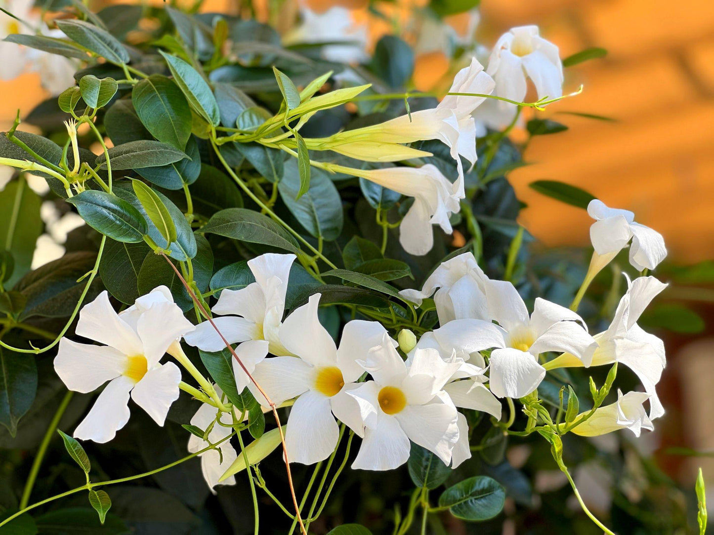 Mandevilla (Mandevilla Mix)