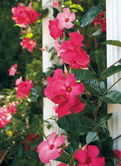 Mandevilla (Mandevilla Mix)