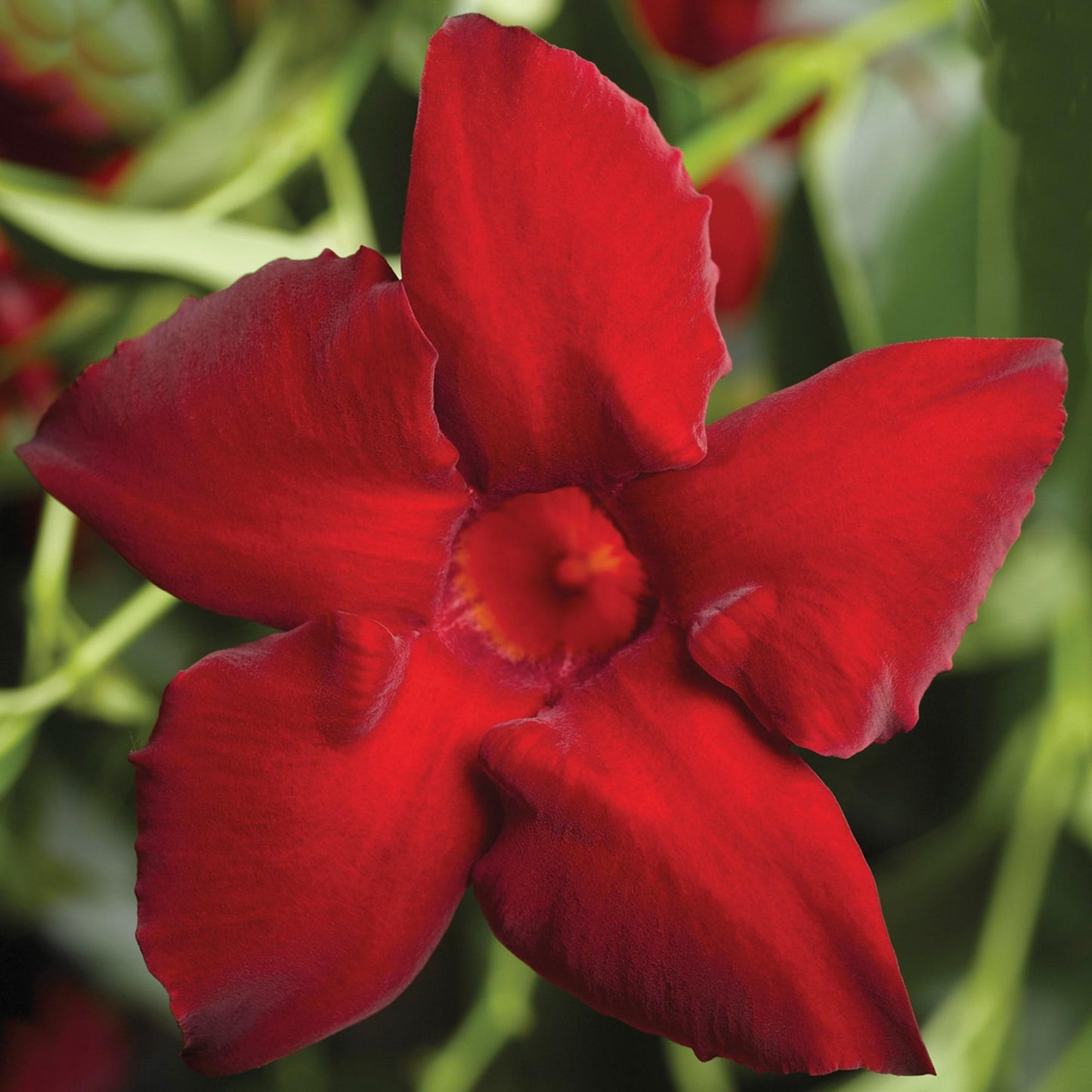 Mandevilla ‘Rio Red’ (Dipladenia Rio Red)