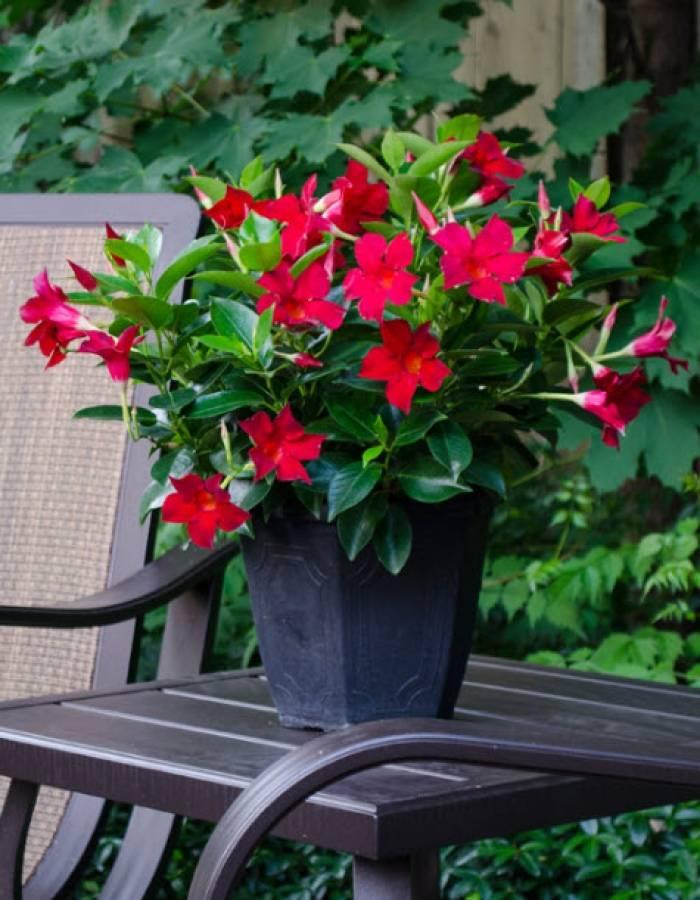 Mandevilla ‘Rio Red’ (Dipladenia Rio Red)