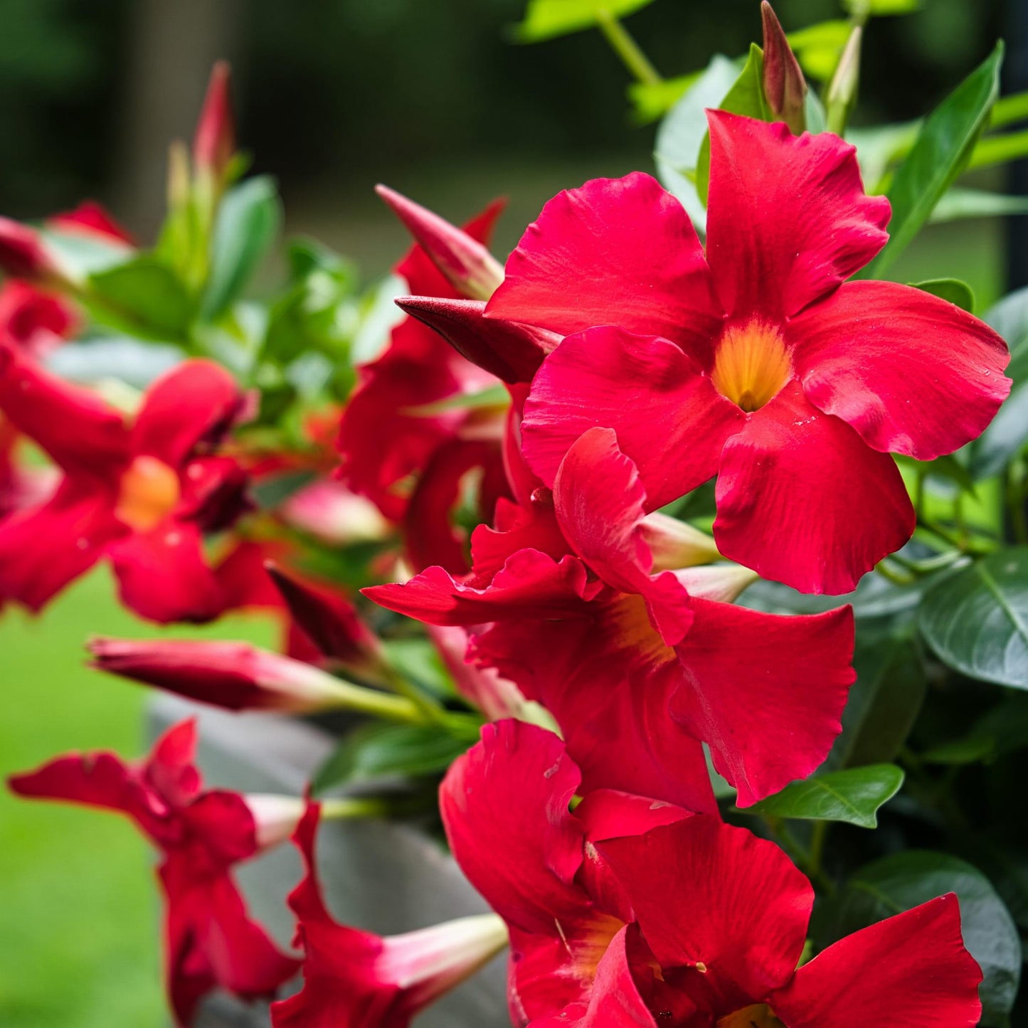 Mandevilla ‘Rio Red’ (Dipladenia Rio Red)