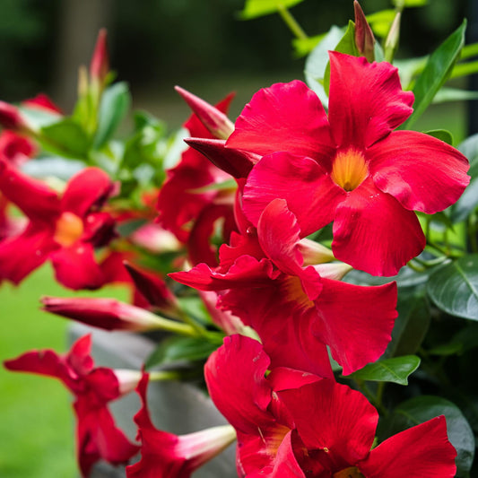 Mandevilla ‘Rio Red’ (Dipladenia Rio Red)