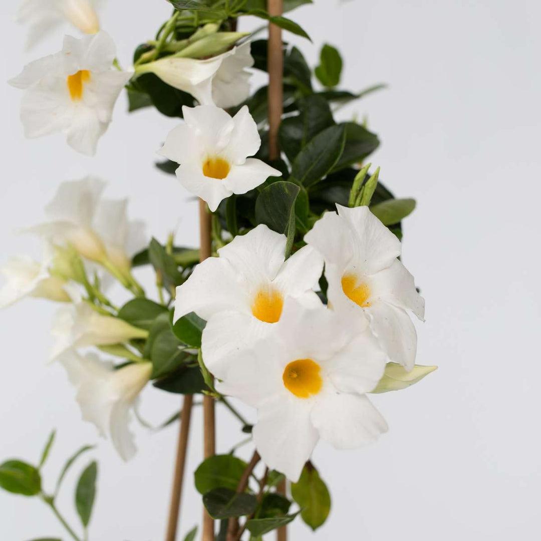 Mandevilla ‘Rio White’ (Dipladenia Rio White)