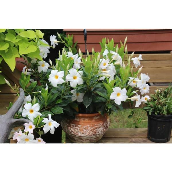 Mandevilla ‘Rio White’ (Dipladenia Rio White)