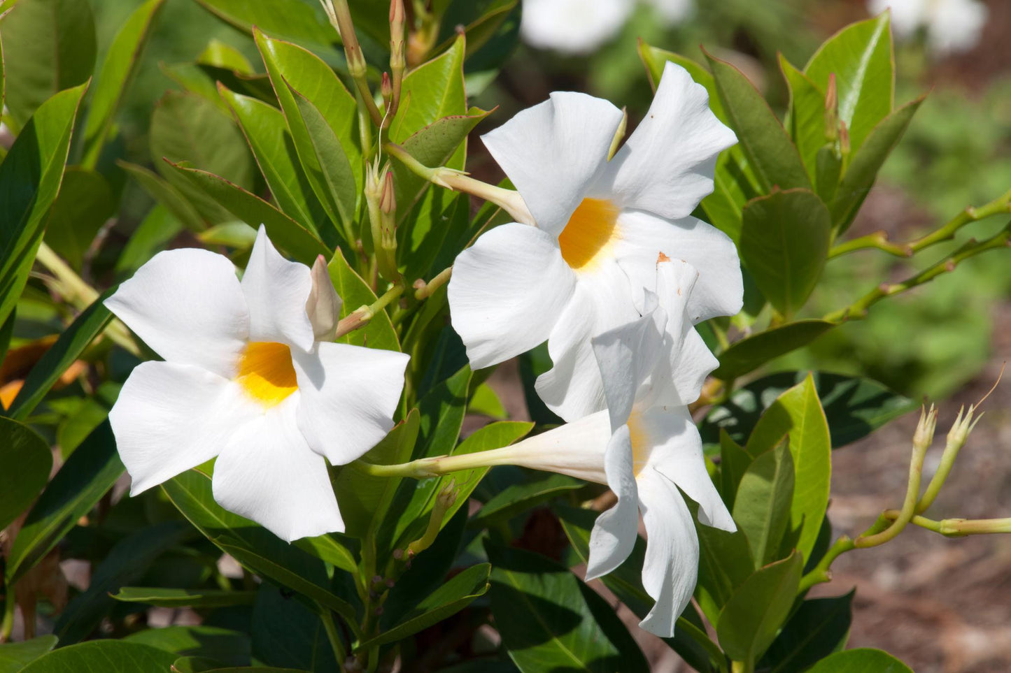Mandevilla ‘Rio White’ (Dipladenia Rio White)