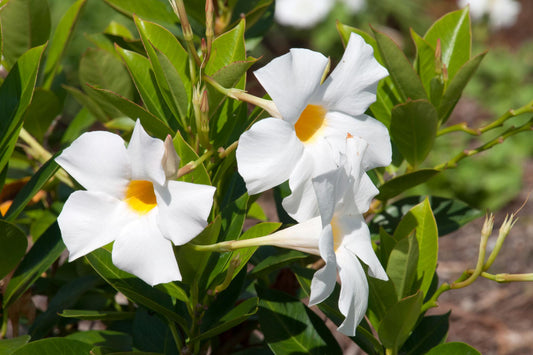 Mandevilla ‘Rio White’ (Dipladenia Rio White)