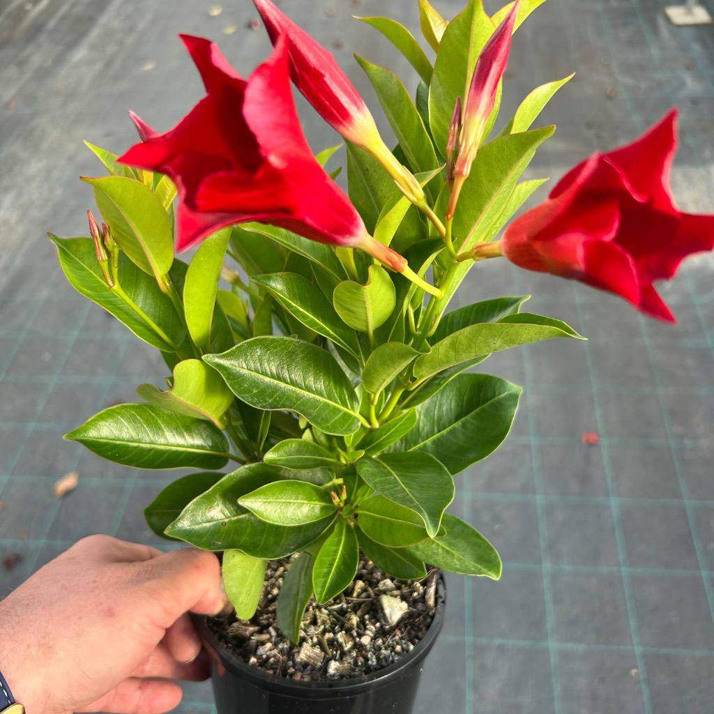 Mandevilla ‘Rio Red’ (Dipladenia Rio Red)